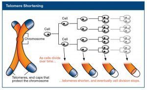 Reducción de los telómeros a medida que la célula se divide (ilustración de www.wholehealthinsider.com)